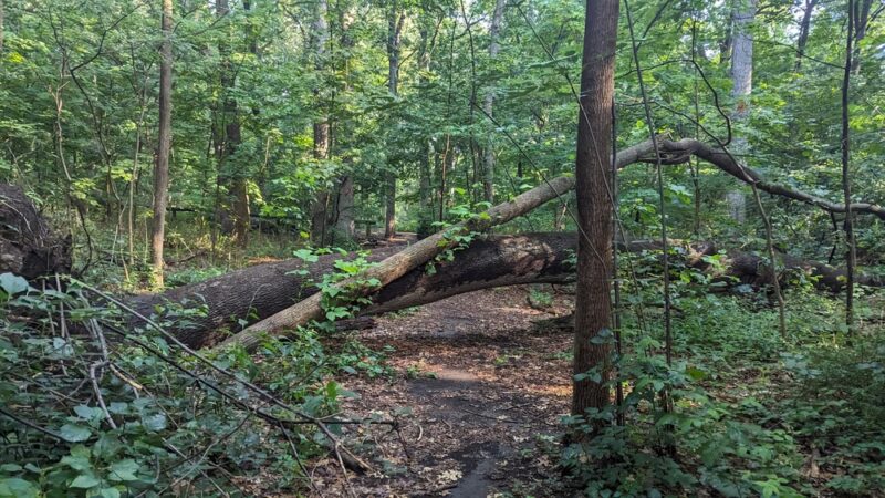 Forest Park Hiking Trails - Richmond Hill, NY