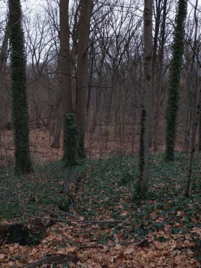 Jackson Pond Playground - Richmond Hill, NY