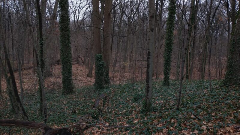 Jackson Pond Playground - Richmond Hill, NY