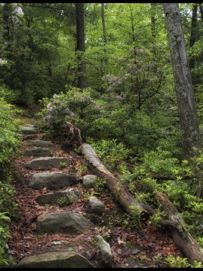 Forest Park Blue Trail Head - Richmond Hill, NY
