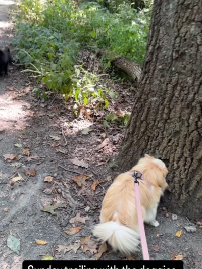 Forest Park Blue Trail Head - Richmond Hill, NY