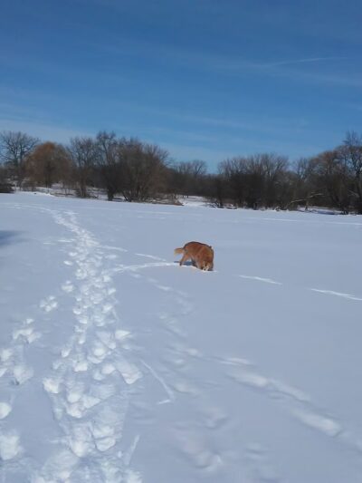 McConnell Park - Richmond, IL