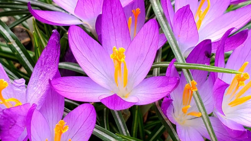 E. C. Million Memorial Park - Richmond, KY