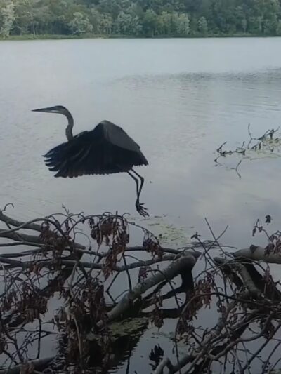 Lake Reba Shelter C - Richmond, KY