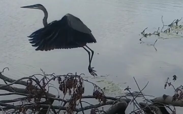 Lake Reba Shelter C - Richmond, KY