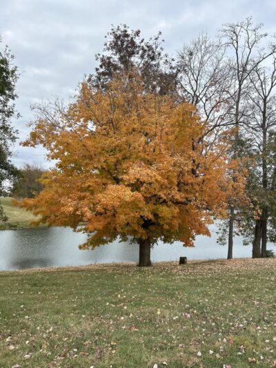 Lake Reba Shelter C - Richmond, KY