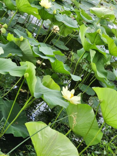 Lake Reba Shelter C - Richmond, KY