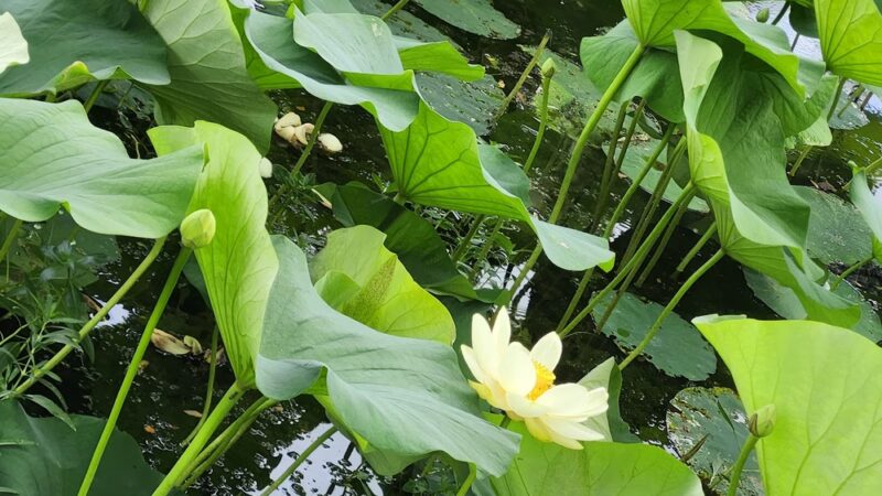 Lake Reba Shelter C - Richmond, KY