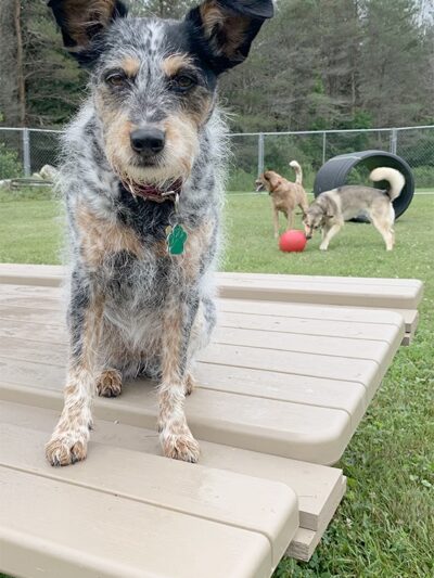 Free Range Fido - Richmond, ME
