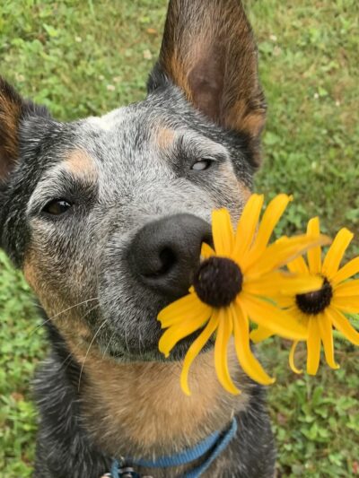Free Range Fido - Richmond, ME