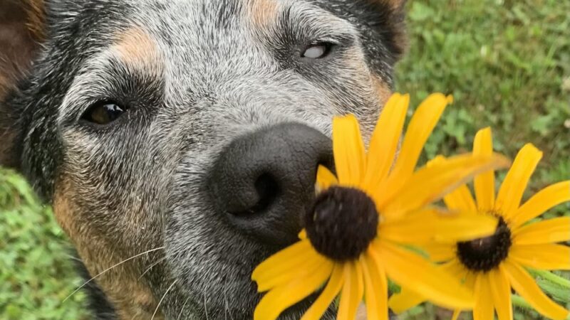 Free Range Fido - Richmond, ME