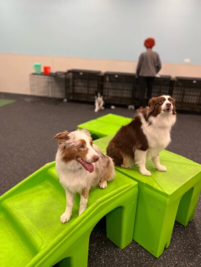 Dogtopia of Short Pump - Richmond, VA
