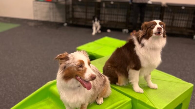 Dogtopia of Short Pump - Richmond, VA