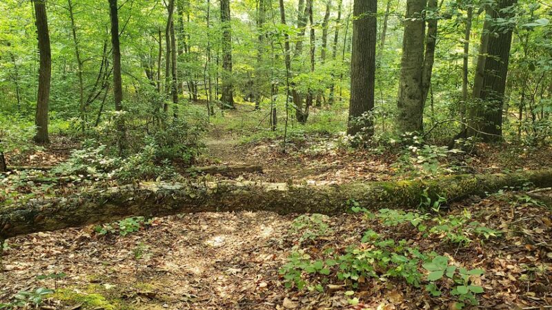 Stratton Park - Richmond, VA