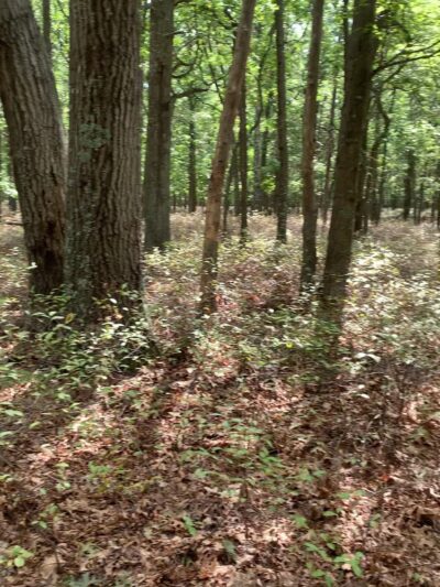 Brookhaven State Park - Ridge, NY