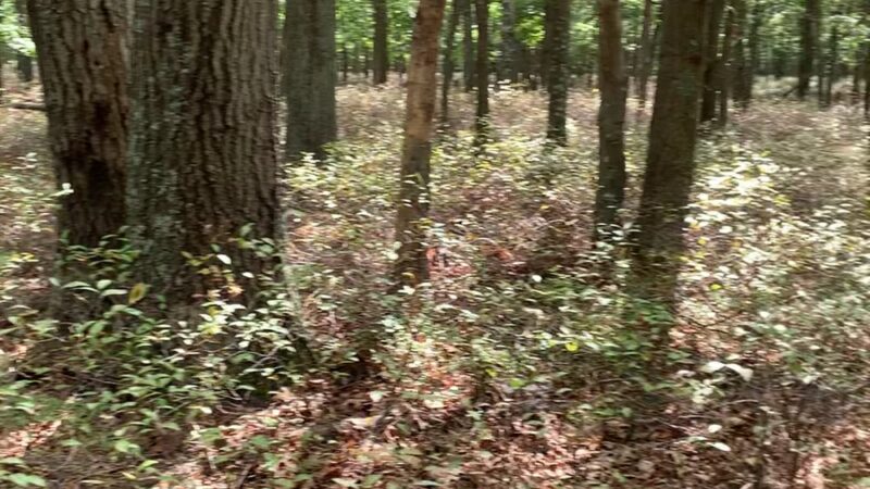 Brookhaven State Park - Ridge, NY