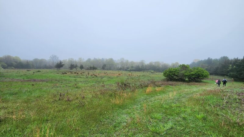 Ridge Multiple Use Area - Ridge, NY