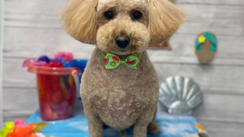 Paticas International Pet Grooming - Ridgefield, NJ