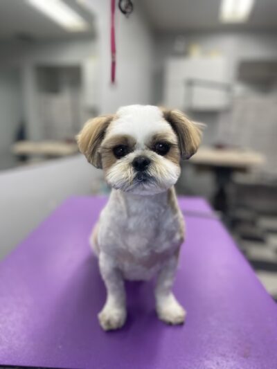 Paticas International Pet Grooming - Ridgefield, NJ
