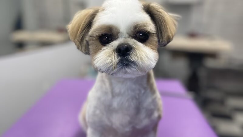 Paticas International Pet Grooming - Ridgefield, NJ