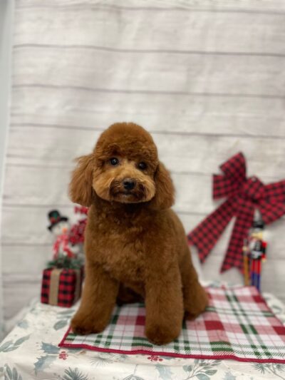 Paticas International Pet Grooming - Ridgefield, NJ