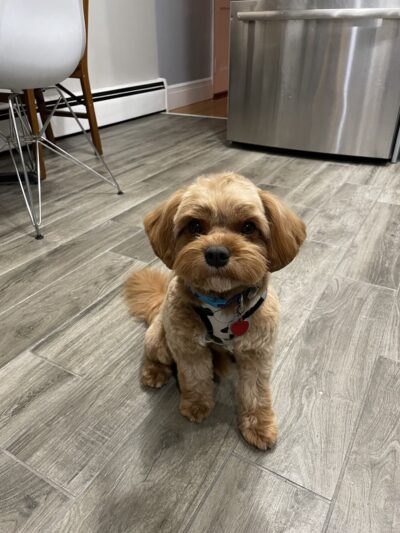 Paticas International Pet Grooming - Ridgefield, NJ