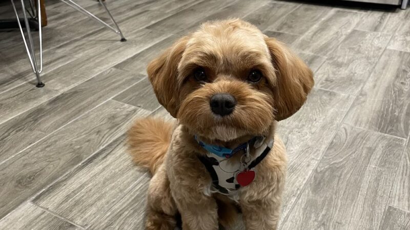 Paticas International Pet Grooming - Ridgefield, NJ