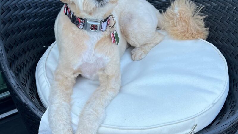 Paticas International Pet Grooming - Ridgefield, NJ