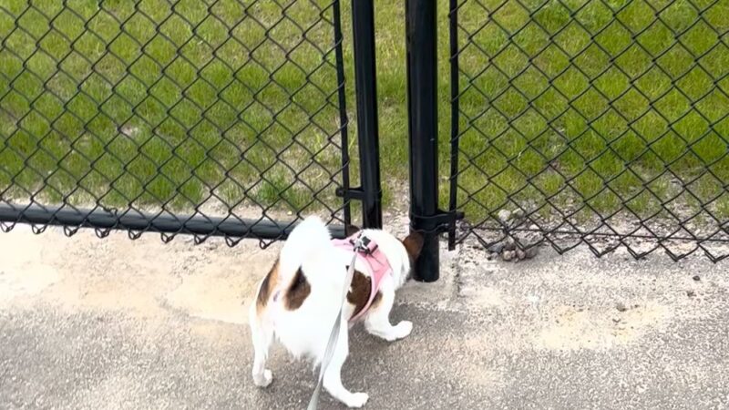 Margo & Zoey's Dog Park - Ridgefield, WA