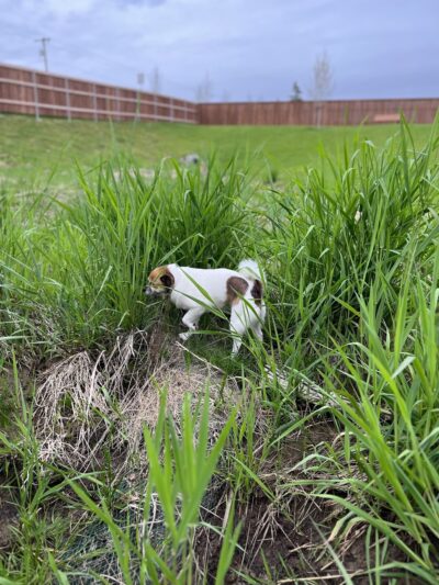 Margo & Zoey's Dog Park - Ridgefield, WA