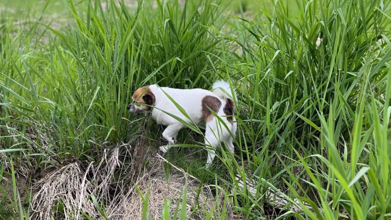 Margo & Zoey's Dog Park - Ridgefield, WA