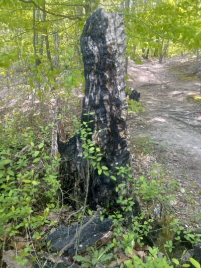Fitness trail - Ridgely, MD