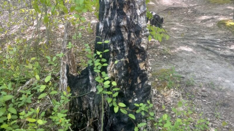 Fitness trail - Ridgely, MD