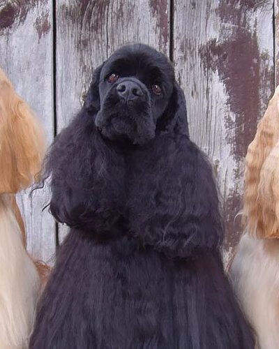 Puppy Kutz Dog Grooming Salon & Boutique - Ridley Park, PA