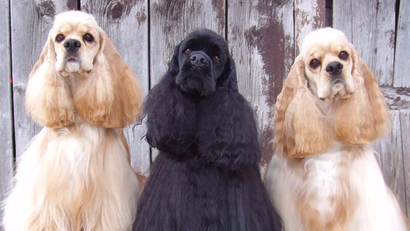 Puppy Kutz Dog Grooming Salon & Boutique - Ridley Park, PA