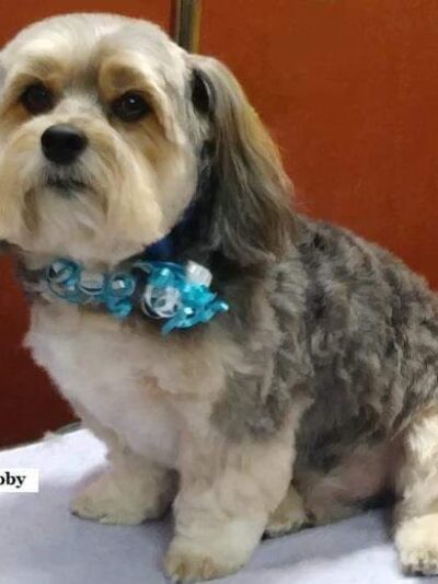 Puppy Kutz Dog Grooming Salon & Boutique - Ridley Park, PA