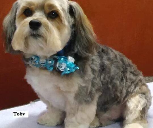 Puppy Kutz Dog Grooming Salon & Boutique - Ridley Park, PA