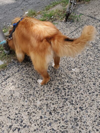 Puppy Kutz Dog Grooming Salon & Boutique - Ridley Park, PA