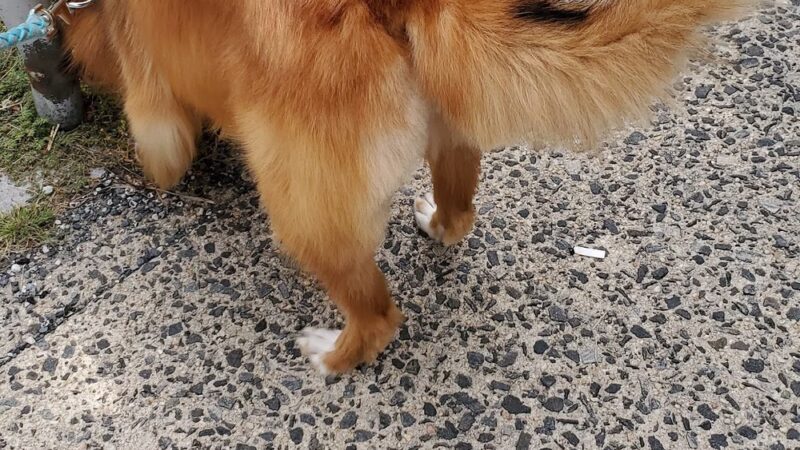 Puppy Kutz Dog Grooming Salon & Boutique - Ridley Park, PA