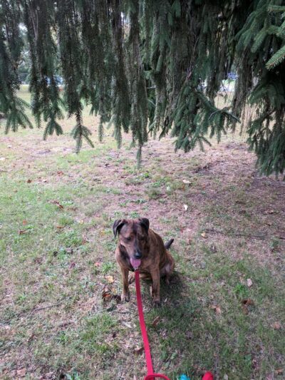 Ridley Park Borough Secretary - Ridley Park, PA