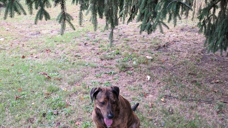 Ridley Park Borough Secretary - Ridley Park, PA