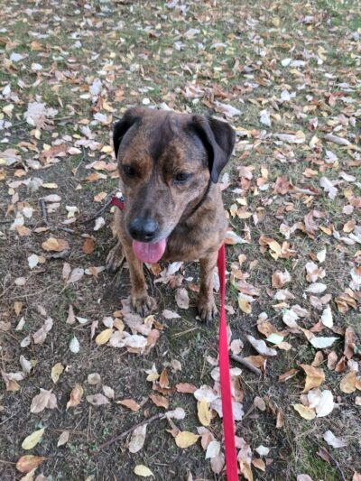 Ridley Park Borough Secretary - Ridley Park, PA