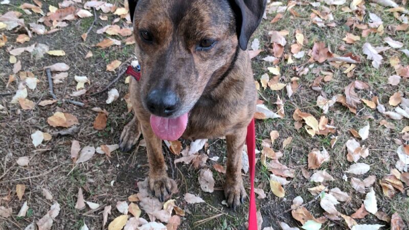 Ridley Park Borough Secretary - Ridley Park, PA