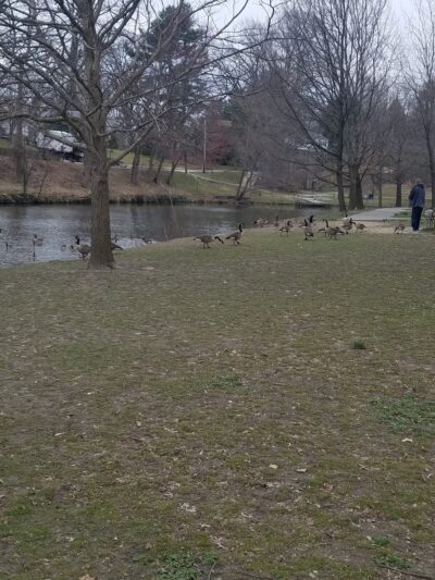 Ridley Park Lake - Ridley Park, PA