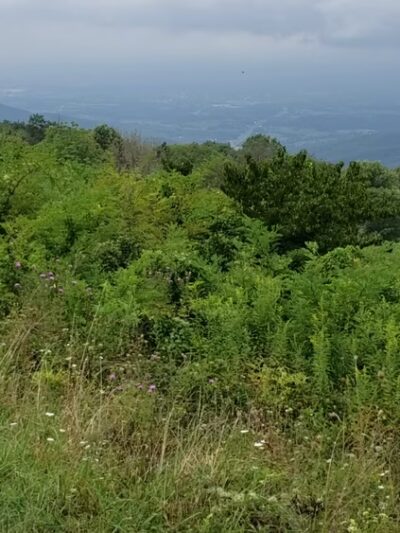 Elkwallow Picnic Area - Rileyville, VA