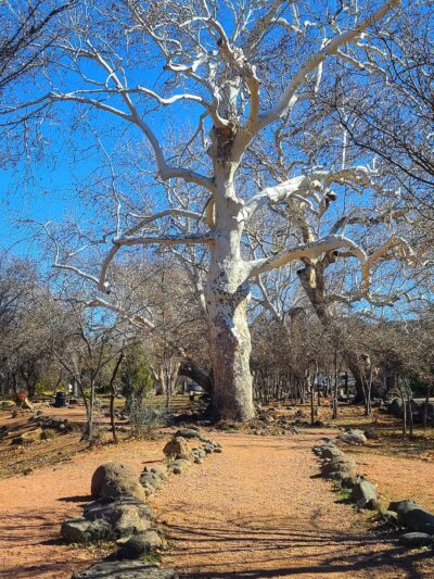 Sycamore Park - Rimrock, AZ