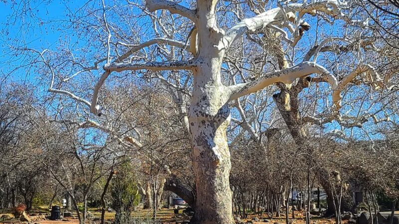 Sycamore Park - Rimrock, AZ