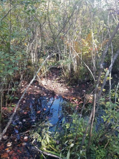 Contoocook Marsh Conservation Complex - Rindge, NH
