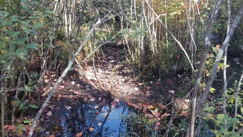 Contoocook Marsh Conservation Complex - Rindge, NH
