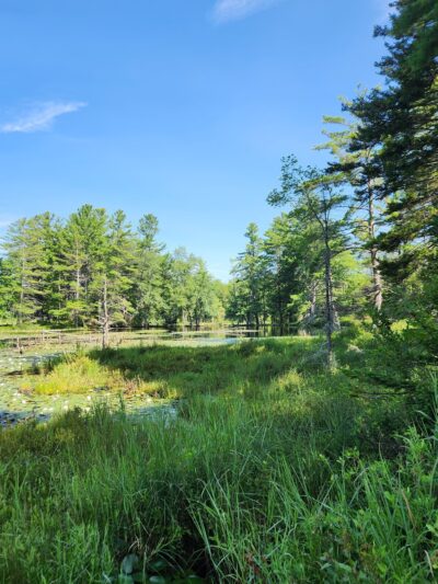 Converse Meadow - Rindge, NH